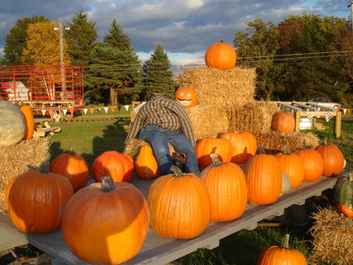 урожай тыквы
